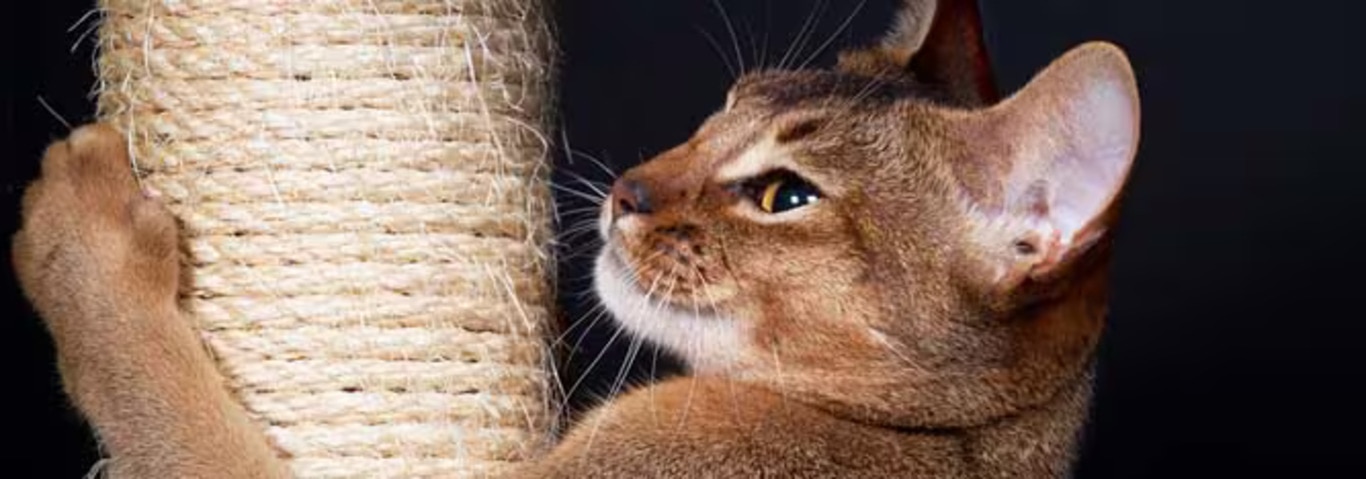 Foto di un gatto abissino