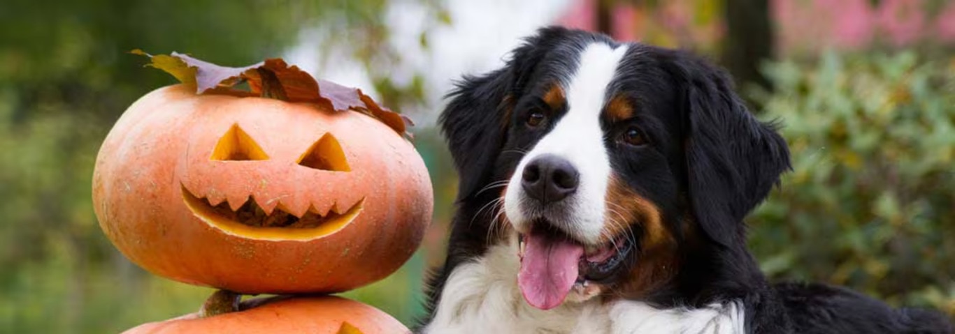 Foto di un cane da montagna bernese