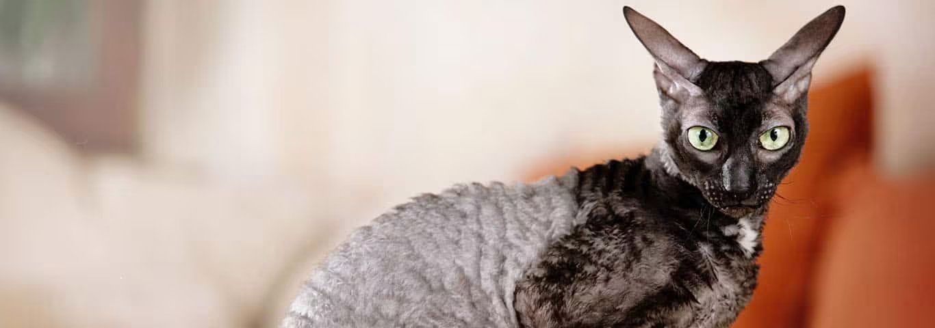 Foto di un gatto Cornish Rex