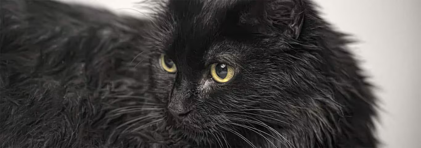 Foto di un gatto Tiffany