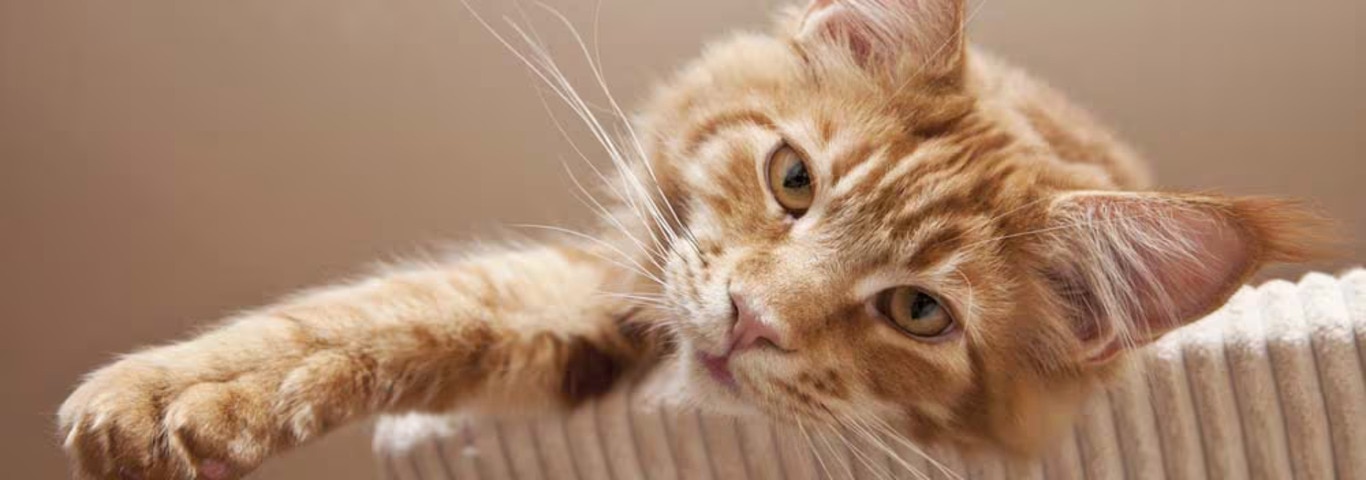 Foto di un gatto Maine Coon