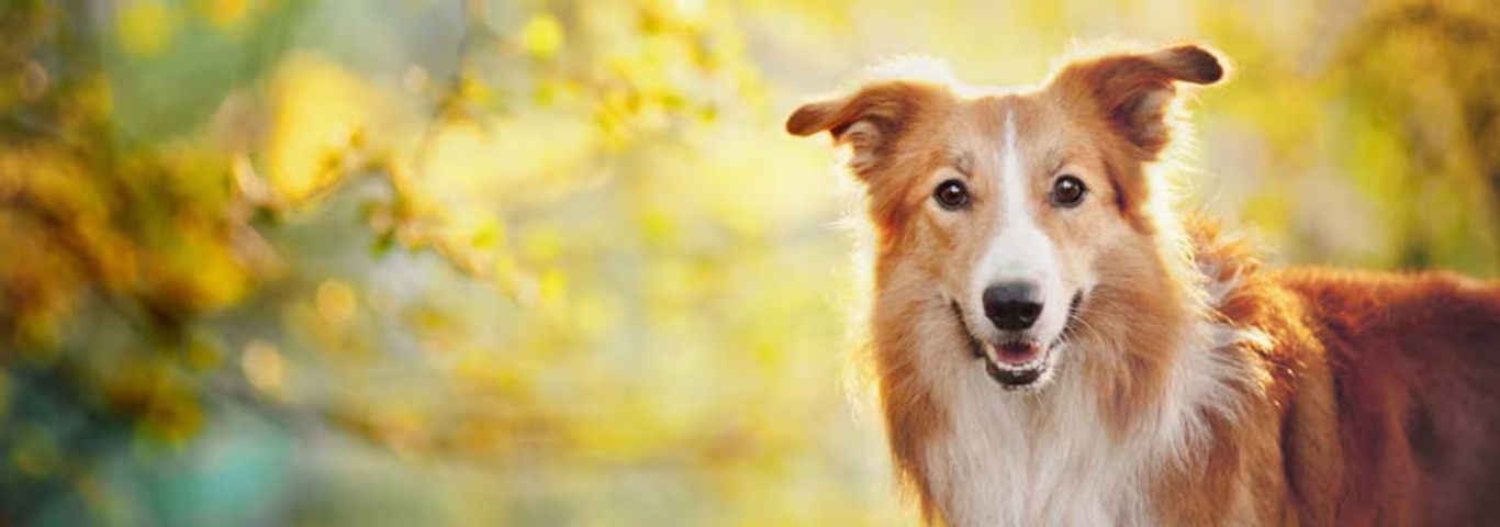Foto di un cane Border Collie