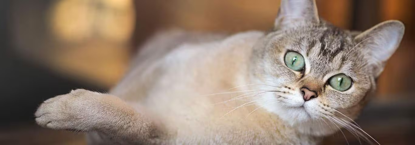 Foto di un gatto Burmilla