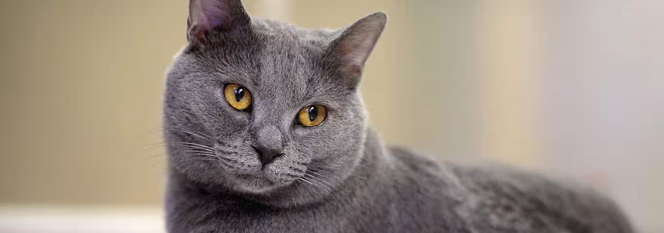 Foto di un gatto Certosino