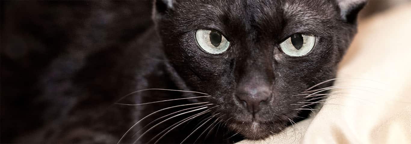 Foto di un gatto Havana Brown