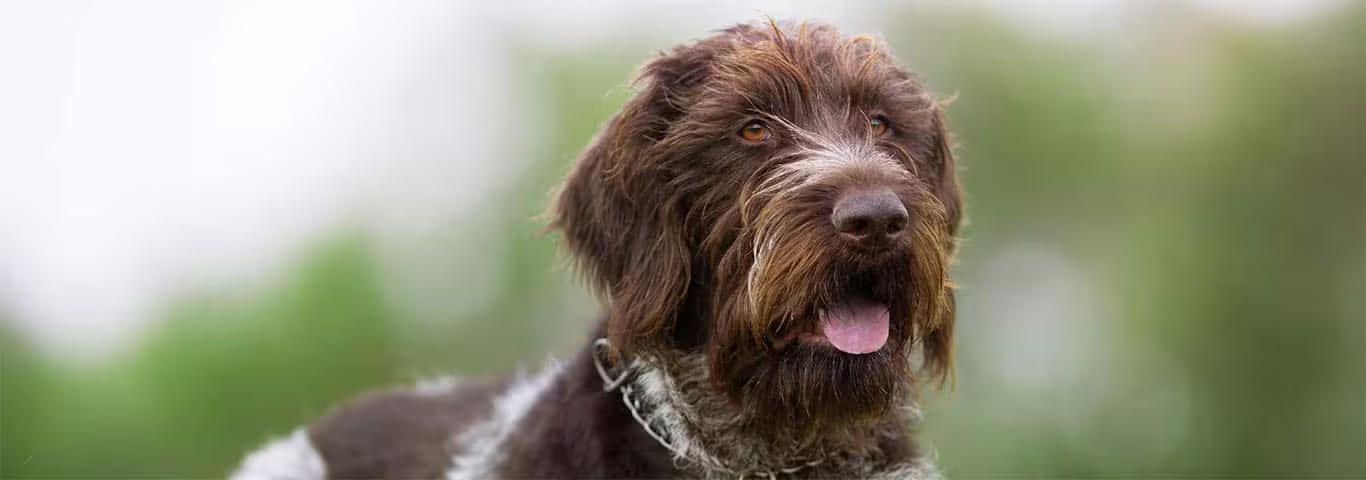 Foto di un cane da caccia tedesco a pelo duro