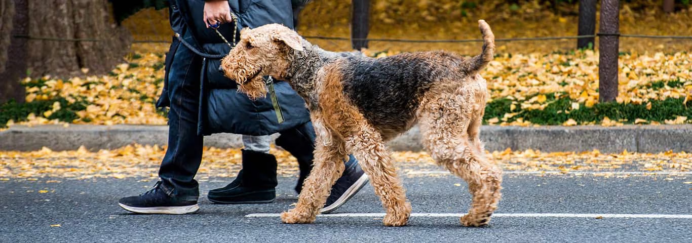 Foto di un cane Airedale Terrier