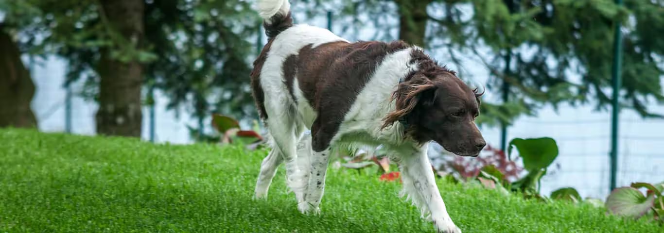 Foto di un cane Setter inglese