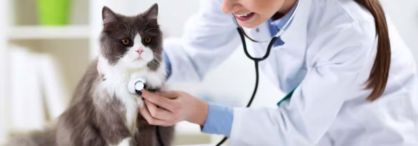 Foto di un gatto persiano