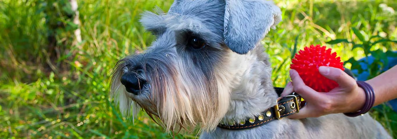 Foto di un cane Schnauzer nano