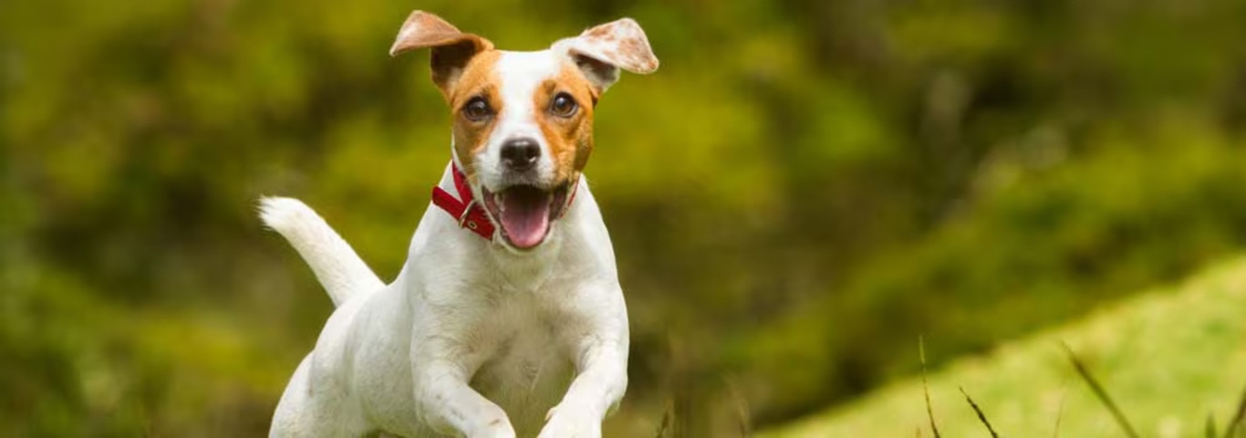 Foto di un cane Jack Russell Terrier