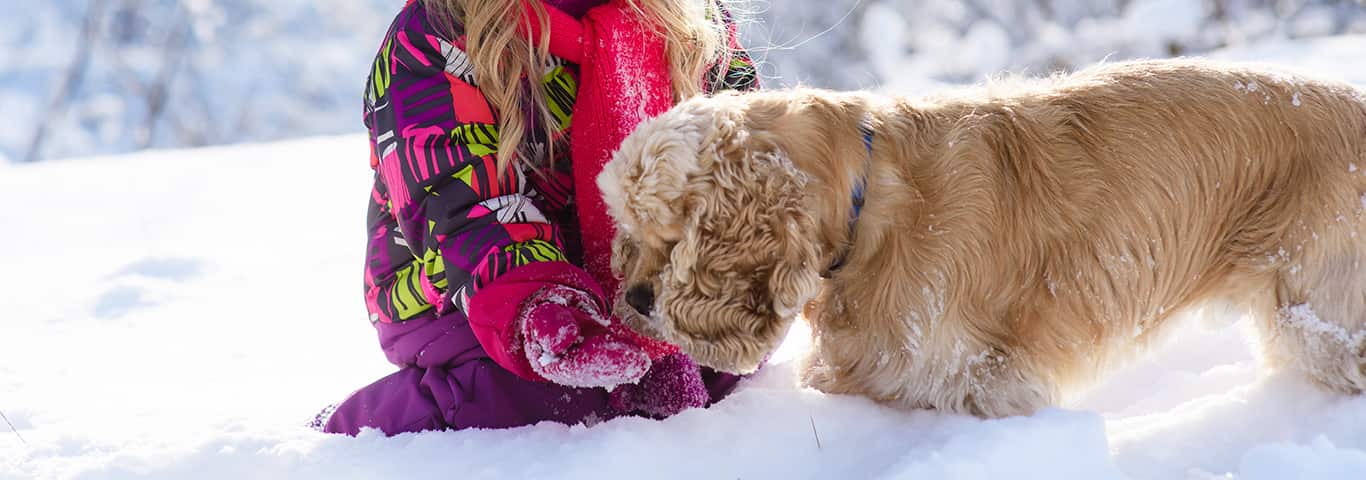Foto di un cane Cocker Spaniel
