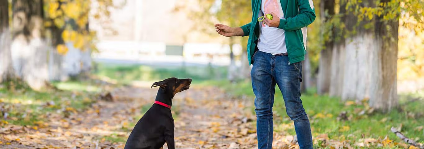 Foto di un cane Dobermann