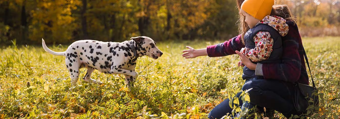 Foto di un cane dalmata