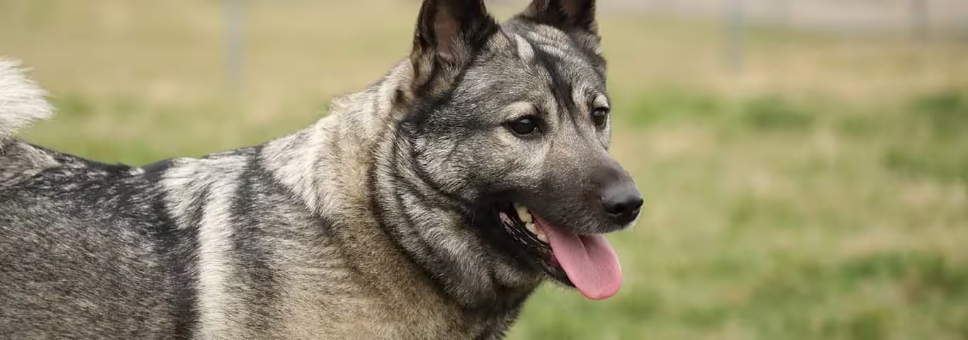 Foto di un cane Elkhound norvegese