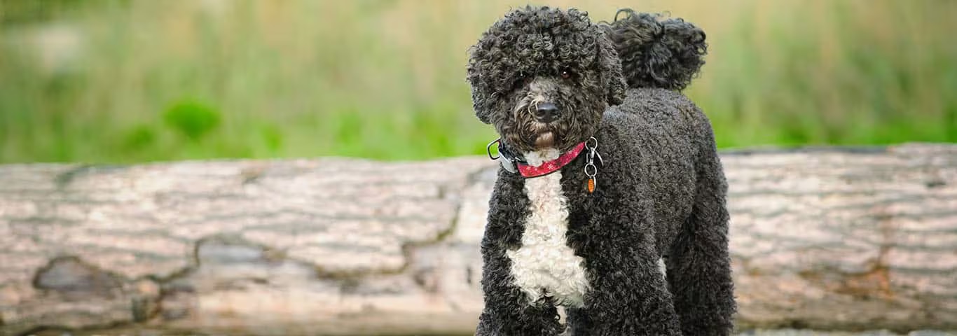 Foto di un cane d'acqua portoghese