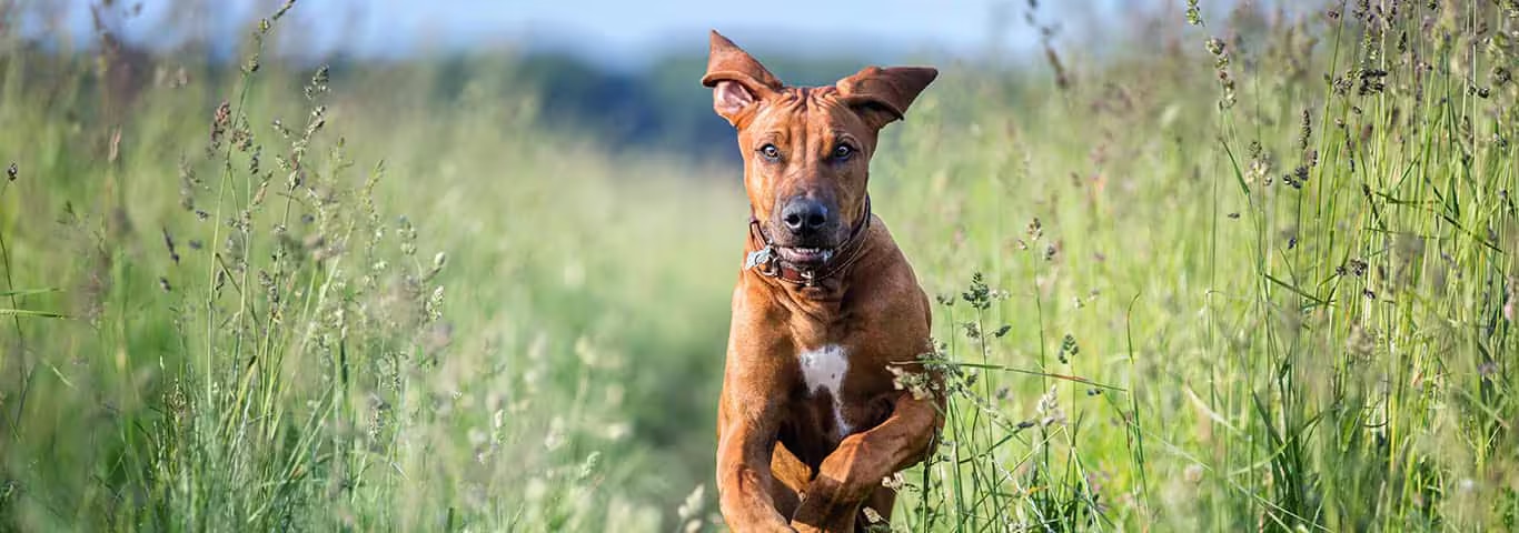 Foto di un cane Rhodesian Ridgeback
