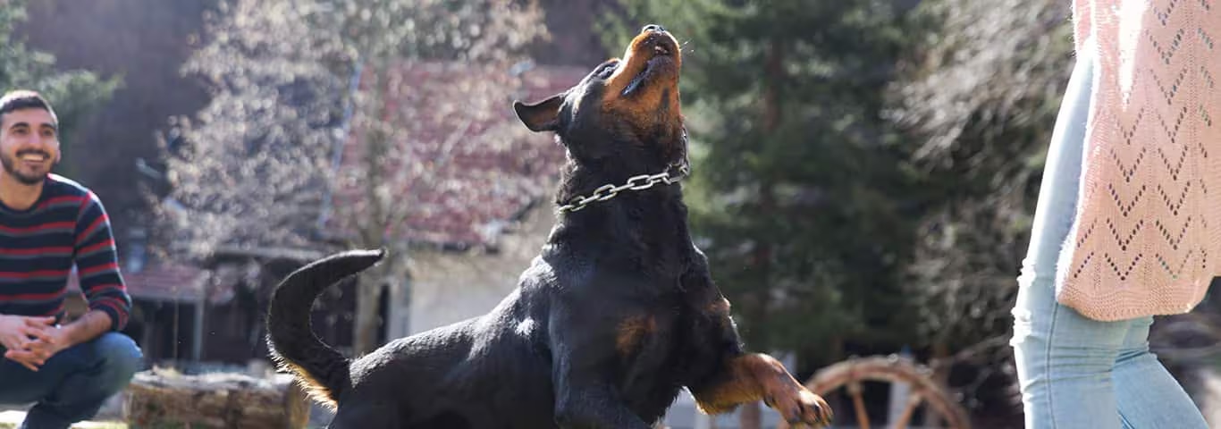Foto di un cane Rottweiler