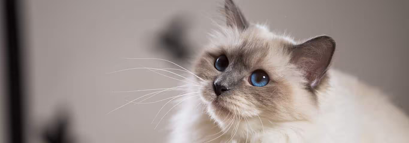 Foto di un gatto birmano