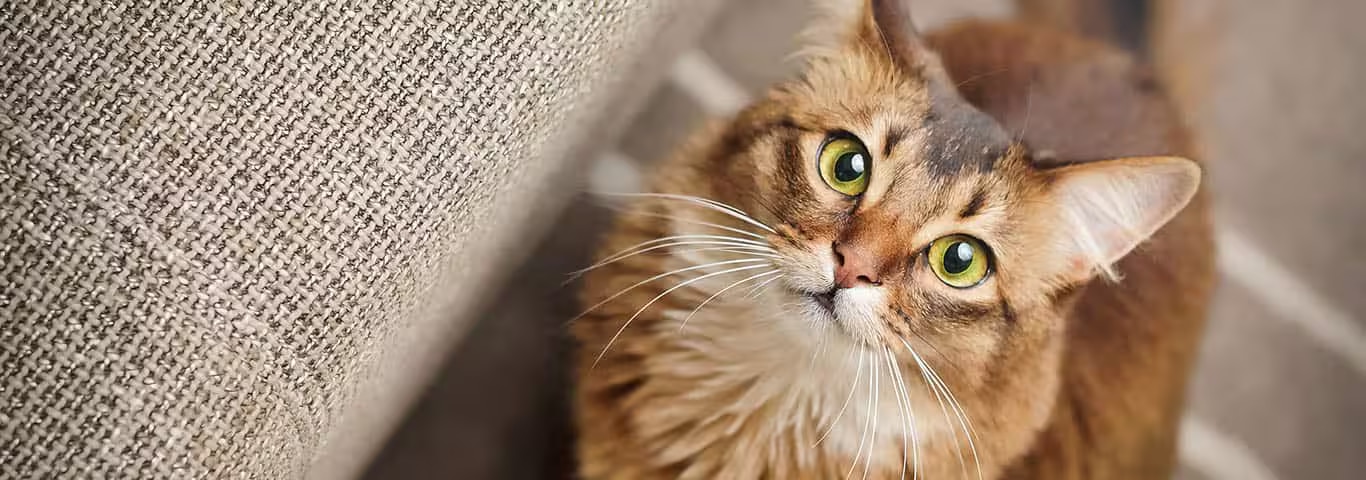 Foto di un gatto somalo