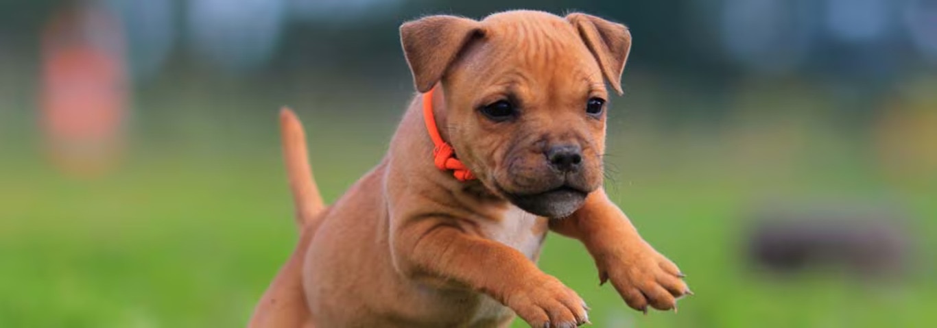 Foto di un cane Staffordshire Bull Terrier