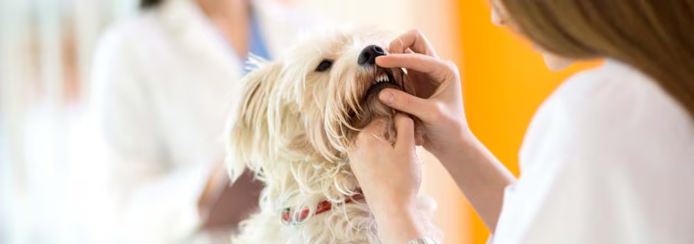 Foto di un cane maltese