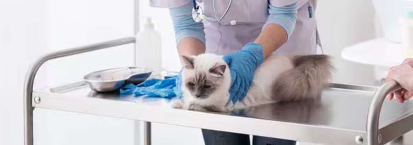 Foto di un gatto Ragdoll