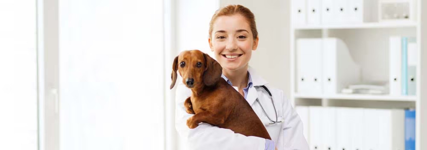 Foto di un cane bassotto