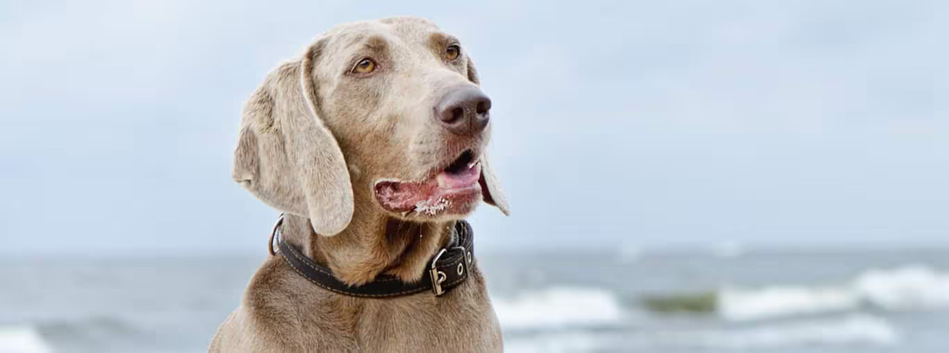 Foto di un cane Weimaraner
