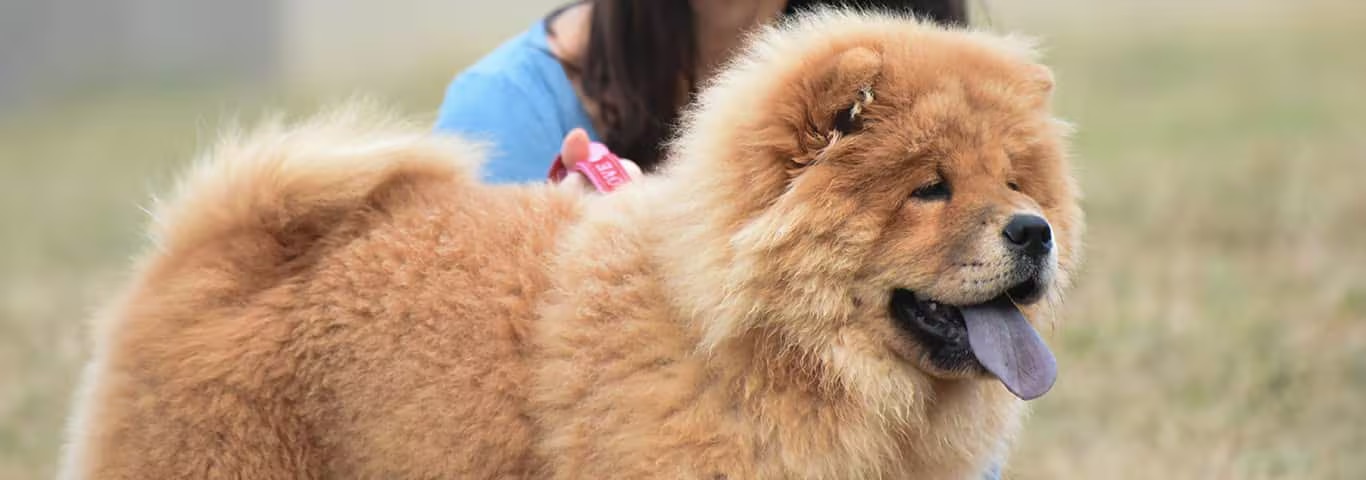 Foto di un cane Chow Chow