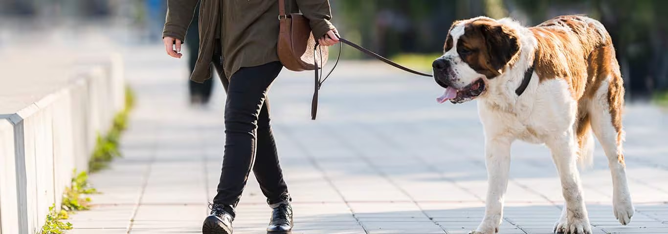 Foto di un cane San Bernardo