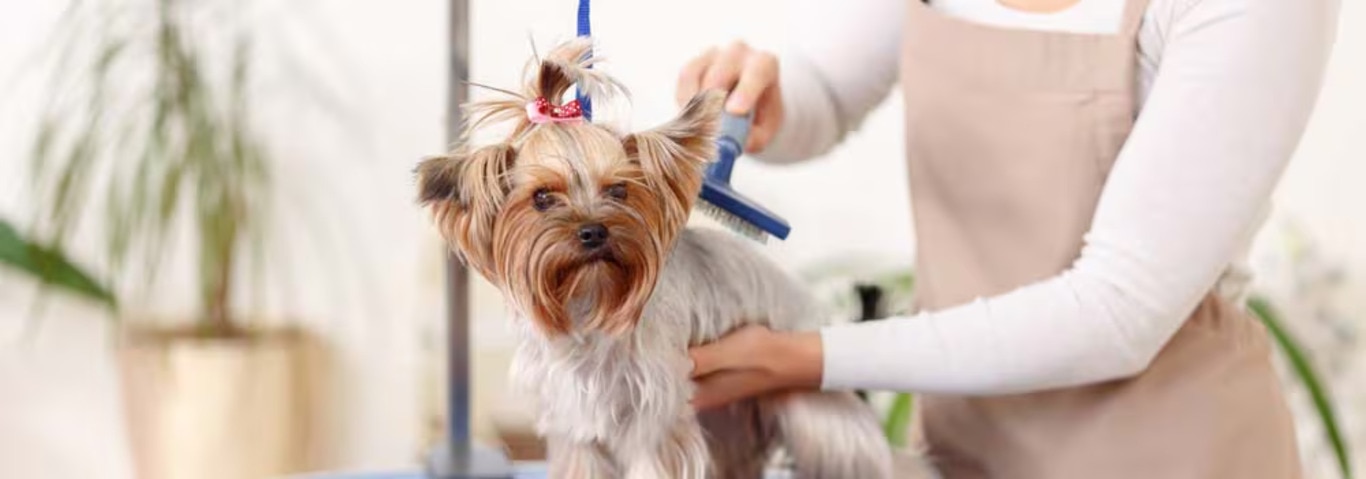 Foto di un cane Yorkshire Terrier