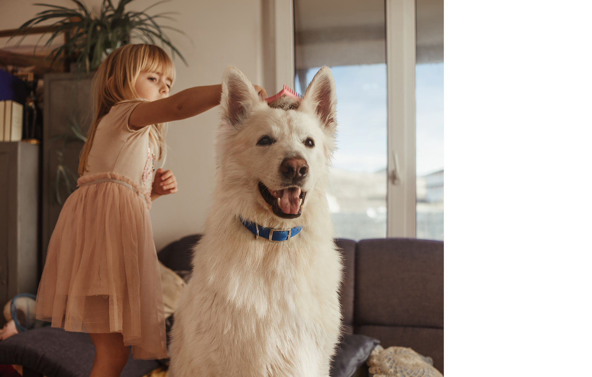 Bambina che spazzola un grande cane bianco