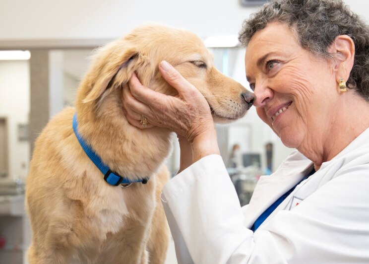 un vetarinario accarezza un cane