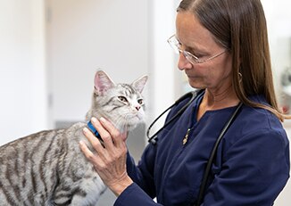 veterinario tiene un gattino