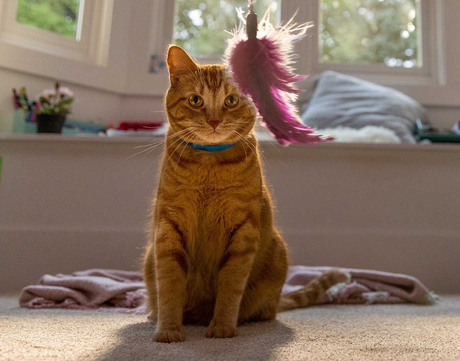 gatto che guarda un gioco piumato