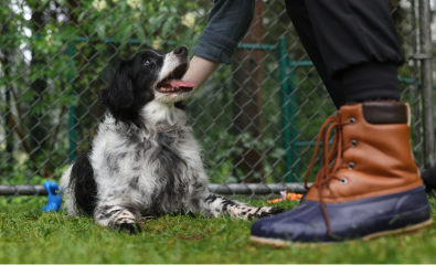 cane piccolo accarezzato nel parco