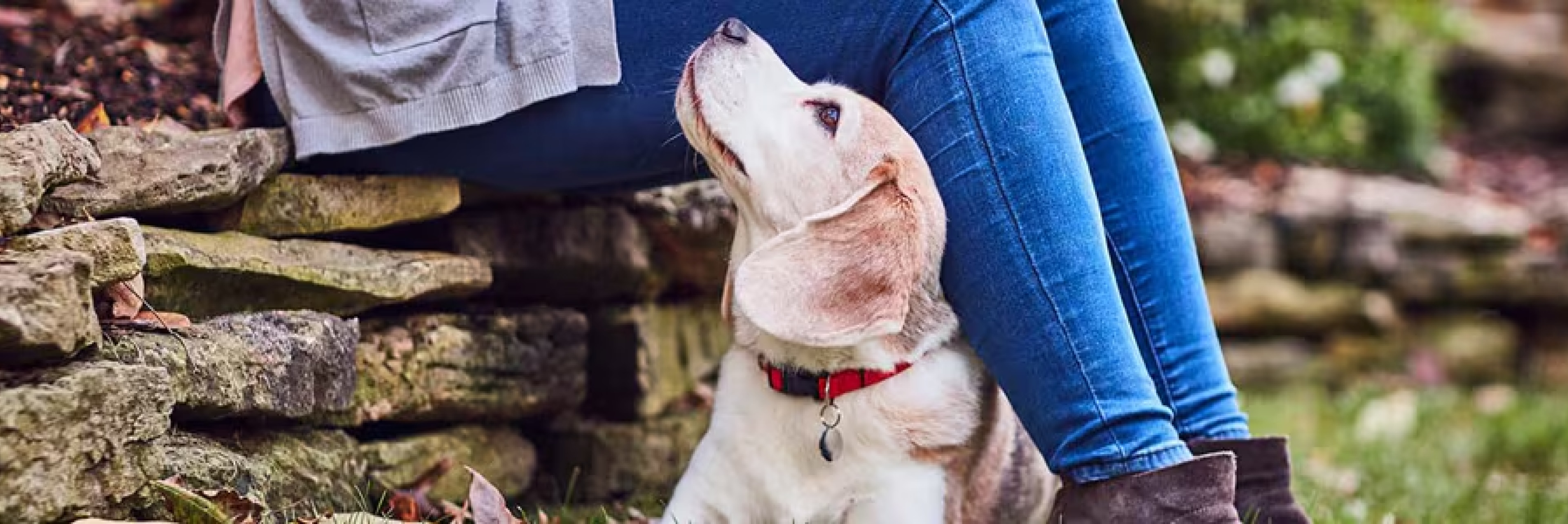 un cane guarda il padrone con amore