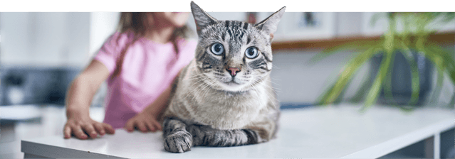 Cat on the table