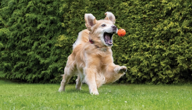 Un Golden Retriever salta per afferrare con la bocca una pallina arancione.