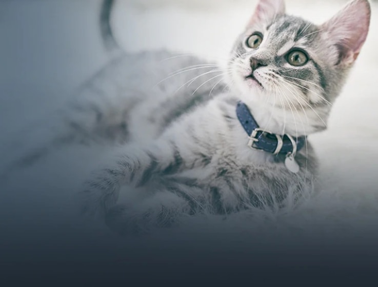 Un gattino bianco e nero sdraiato con la testa sollevata