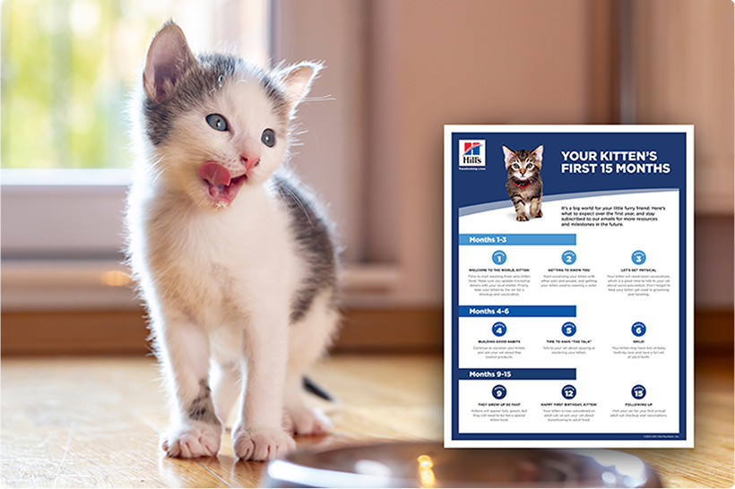 Un gattino grigio e bianco e un modulo informativo.