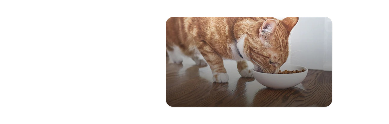 Un gattino bianco e arancione che mangia cibo per gatti