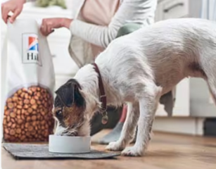 un cane mangia da una ciotola con cibo per cani Hill’s