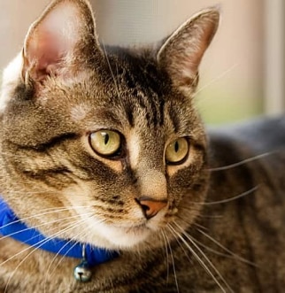 gatto