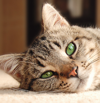 gatto