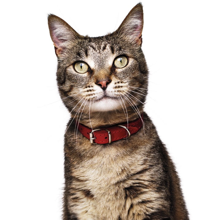 gatto