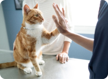 gatto dal veterinario