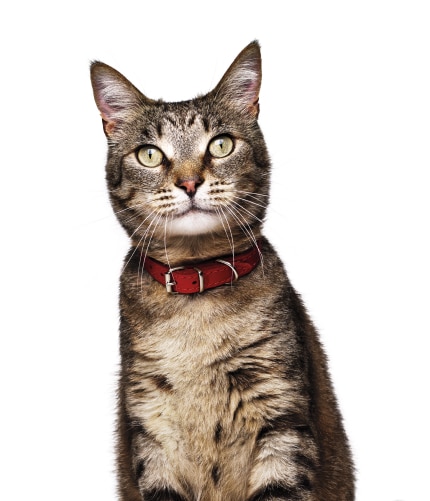 gatto