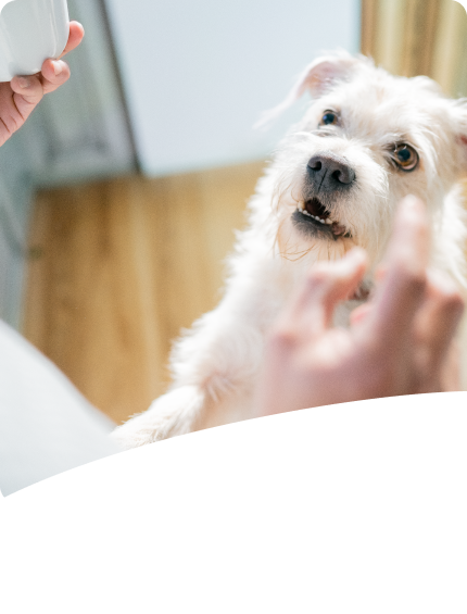 Dog awaiting a treat.
